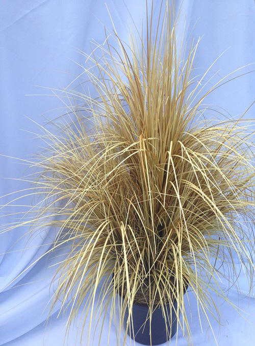 Dry Grass 3' 6 - Artificial Trees & Floor Plants - Spooky Halloween Grass